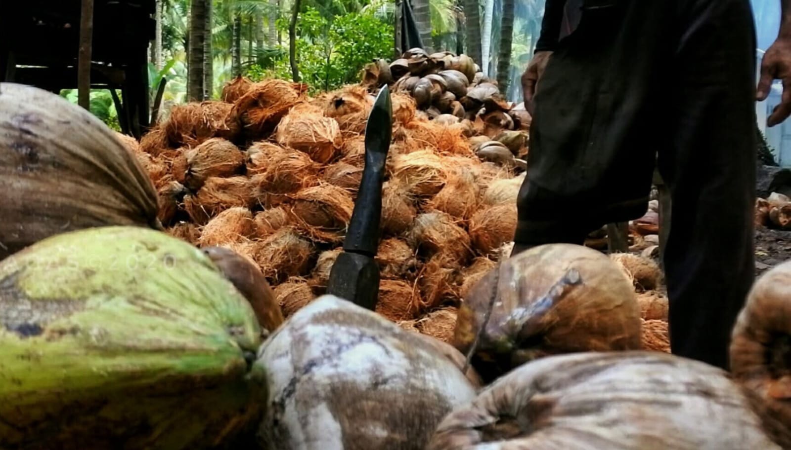 Pengiriman Ekspor Perdana